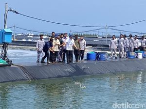 Presiden Prabowo Panen Raya 80 Ton Udang Vaname di Kebumen