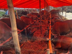 Said Senang 85 Ekor Sapi Bima Miliknya Ludes Terjual di Jaksel: Sisa 2 Lagi