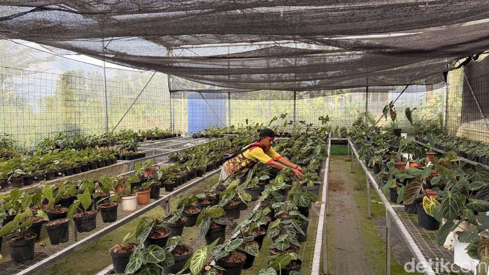 Mengejutkan! Desa Bogor Ini Mendunia Lewat Tanaman!