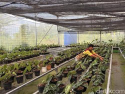 Dari Level Tetangga ke Nasional, Kisah Insipratif Desa Ekspor di Bogor