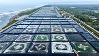 80 Ton Udang dari Kebumen Siap Diekspor ke AS