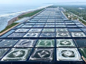 80 Ton Udang dari Kebumen Siap Diekspor ke AS