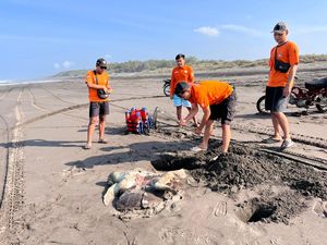 Bangkai Penyu Jumbo Terdampar di Pantai Parangkusumo Bantul