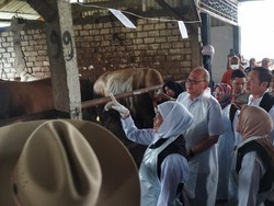 Kunjungi Sentra Ternak Lamongan, Khofifah Pastikan Sapi Kurban Jatim Aman