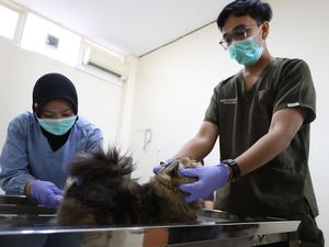 Pemkot Surabaya Gelar Sterilisasi Gratis Kucing, Catat Tanggalnya