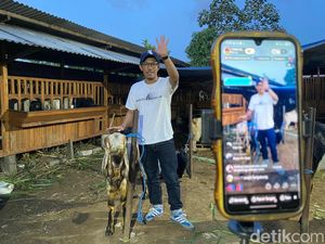 Jualan Live Streaming, Kambing Peternak di Kota Malang Ini Laris Manis