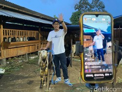 Jualan Live Streaming, Kambing Peternak di Kota Malang Ini Laris Manis