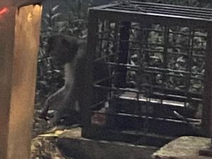 Viral Monyet Dirantai di Pinggir Jalan Margonda Depok, Damkar Cek
