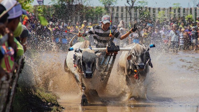 Serunya Karapan Sapi Brujul di Probolinggo, Joki Adu Cepat di Arena