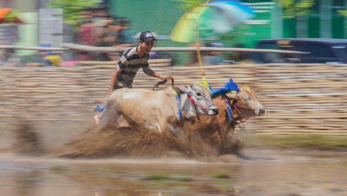 Serunya Karapan Sapi Brujul di Probolinggo, Joki Adu Cepat di Arena