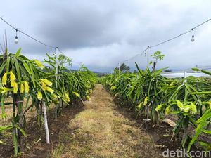 Sensasi Menikmati Buah Naga Langsung dari Pohonnya di Kuningan