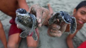Tukik Penyu Lekang dan Belimbing Dilepas di Pantai Amban