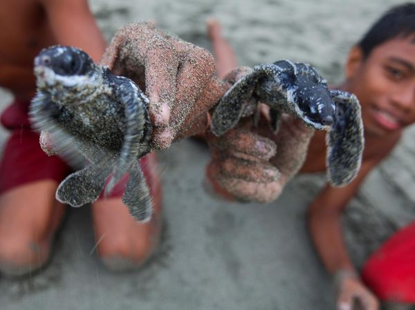 Tukik Penyu Lekang dan Belimbing Dilepas di Pantai Amban