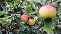 Petani Kota Batu Ini Lahirkan Varietas Apel Baru Golden Analagi