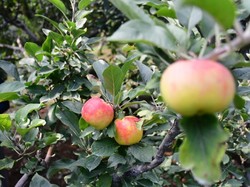 Petani Kota Batu Ini Lahirkan Varietas Apel Baru Golden Analagi