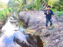 Tambak di Bulungan Gagal Panen, Uji Lab Mandiri Temukan Amonia di Atas Batas