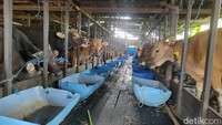 Seorang Panitia Kurban di Banjarmasin: Minat Kurban Turun, Faktor Ekonomi!