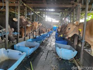 Seorang Panitia Kurban di Banjarmasin: Minat Kurban Turun, Faktor Ekonomi!