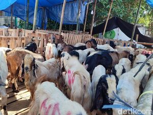 Distan Denpasar Pastikan Hewan Kurban Sehat, Penjualan Diprediksi Naik 200 Ekor
