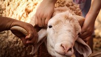 Kurban: Ketika Kehendak Tuhan Didahulukan