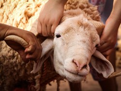 Adakah Batas Waktu Pembagian Daging Kurban? Simak Penjelasannya