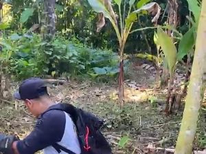 Ngeri, Ular King Cobra 3,5 Meter Masuk Permukiman Warga di Tabanan