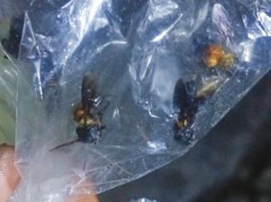 2 Nenek Dikeroyok Lebah Hutan di Karangnongko Klaten hingga Opname