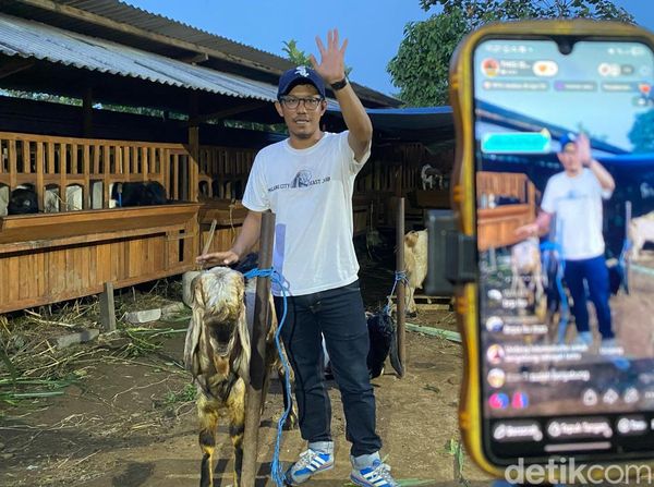 Cara Unik Perternak di Kota Malang Jual Kambing Kurban