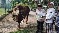 Menko Zulhas Serahkan Sapi Kurban 1,1 Ton ke Ponpes Bumi Sholawat Sidoarjo