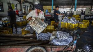 Muara Angke Bergeliat, KKP Bidik 10,57 Juta Ton Ikan