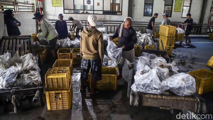 Muara Angke Bergeliat, KKP Bidik 10,57 Juta Ton Ikan Aktivitas lelang ikan berjalan ramai di area Pelabuhan Muara Angke, Jakarta Utara, Senin (25/5/2026). Pedagang, nelayan, dan pembeli memadati tempat pelelangan sejak pagi hari.