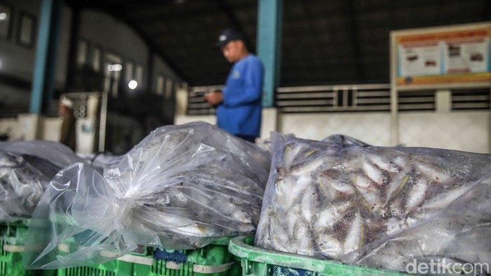 Muara Angke Bergeliat, KKP Bidik 10,57 Juta Ton Ikan Aktivitas lelang ikan berjalan ramai di area Pelabuhan Muara Angke, Jakarta Utara, Senin (25/5/2026). Pedagang, nelayan, dan pembeli memadati tempat pelelangan sejak pagi hari.