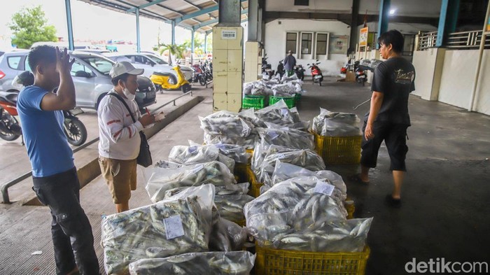 Muara Angke Bergeliat, KKP Bidik 10,57 Juta Ton Ikan Aktivitas lelang ikan berjalan ramai di area Pelabuhan Muara Angke, Jakarta Utara, Senin (25/5/2026). Pedagang, nelayan, dan pembeli memadati tempat pelelangan sejak pagi hari.