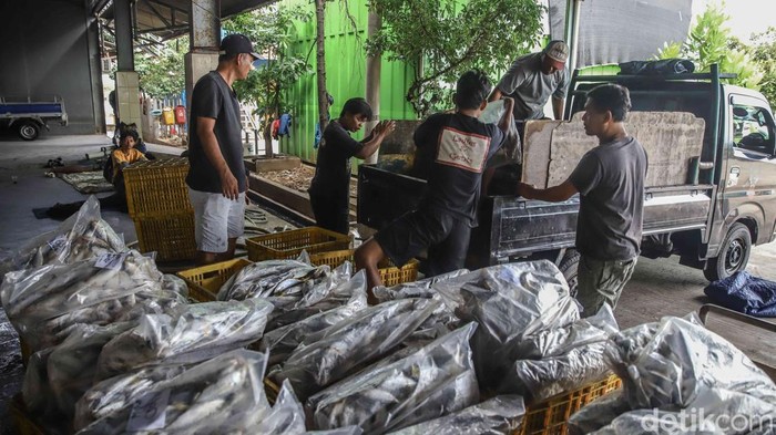 Muara Angke Bergeliat, KKP Bidik 10,57 Juta Ton Ikan Aktivitas lelang ikan berjalan ramai di area Pelabuhan Muara Angke, Jakarta Utara, Senin (25/5/2026). Pedagang, nelayan, dan pembeli memadati tempat pelelangan sejak pagi hari.