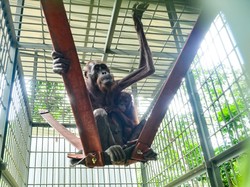 Kondisi Terkini Orang Utan yang Ditemukan Kurus Kering 2023 Lalu