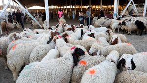 Pasar Hewan Baghdad Bergeliat Sambut Festival Idul Adha 2026