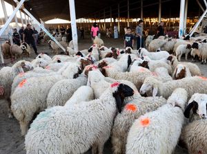 Pasar Hewan Baghdad Bergeliat Sambut Festival Idul Adha 2026