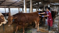 160 Petugas Kesehatan Hewan Disiapkan Jelang Idul Adha di Blitar