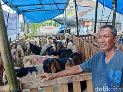 Keluh Kesah Penjual Hewan Kurban di Denpasar Tahun Ini Sepi Pembeli