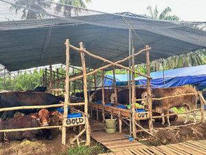 Penjualan Hewan Kurban di Palembang Melonjak Jelang H-2 Idul Adha 1447 H