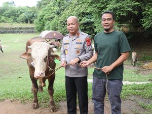 Polda Banten Salurkan 70 Sapi dan 5 Domba Kurban untuk Masyarakat