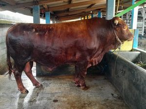 Prabowo Kurban Sapi Simental 1,1 Ton di Banyumas, Harganya Rp 128 Juta