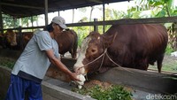 Pakan Tak Biasa Buat Mbah Soekarno, Sapi Jumbo Kubu Raya Pilihan Prabowo