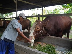 Pakan Tak Biasa Buat Mbah Soekarno, Sapi Jumbo Kubu Raya Pilihan Prabowo