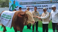 Wapres Gibran Sumbang Sapi 916 Kg ke Baznas, Bakal Dikurbankan di Tangerang