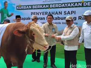 Wapres Gibran Sumbang Sapi 916 Kg ke Baznas, Bakal Dikurbankan di Tangerang