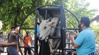 Apa Itu Restraining Box yang Digunakan untuk Penyembelihan Sapi? Ini Karya Dosen UGM