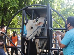 Apa Itu Restraining Box yang Digunakan untuk Penyembelihan Sapi? Ini Karya Dosen UGM