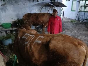 DPD PDIP Jatim Bagikan 468 Ekor Sapi Kurban untuk Warga dan Pesantren