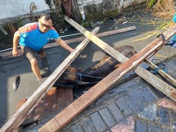 Sapi Kurban Tercebur Sungai di Benowo Surabaya